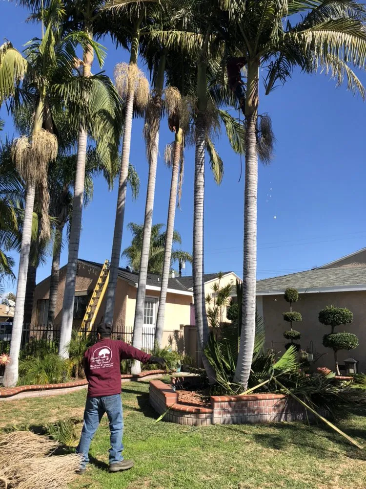 Expert lawn care service in Ontario, CA by Daniel's Landscape & Tree Service