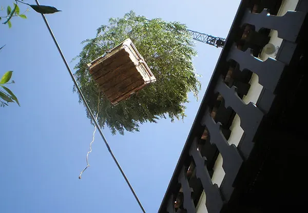 Affordable landscape installation in San Marcos, CA - Daniels Landscape