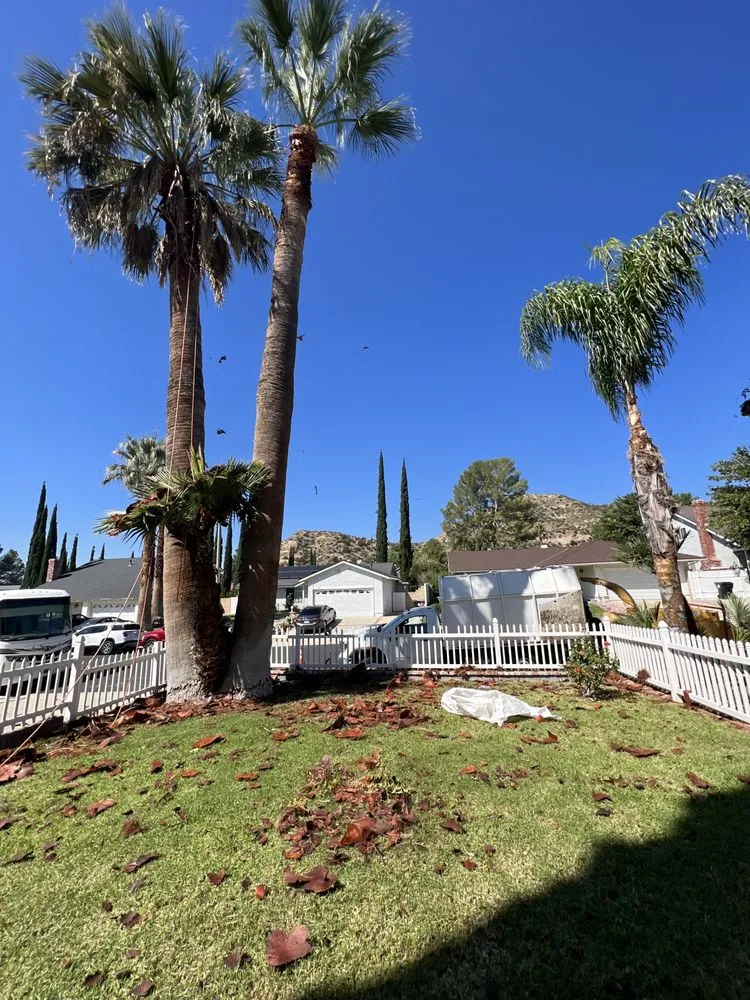 Top-rated yard cleanup service experts serving San Fernando, CA - Daniel’s Landscaping and Tree Services