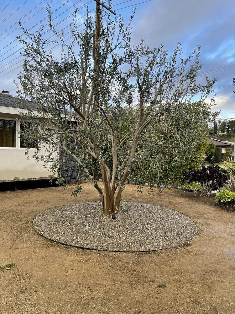 Top-rated residential landscaping in San Fernando, CA - Daniel’s Landscaping and Tree Services