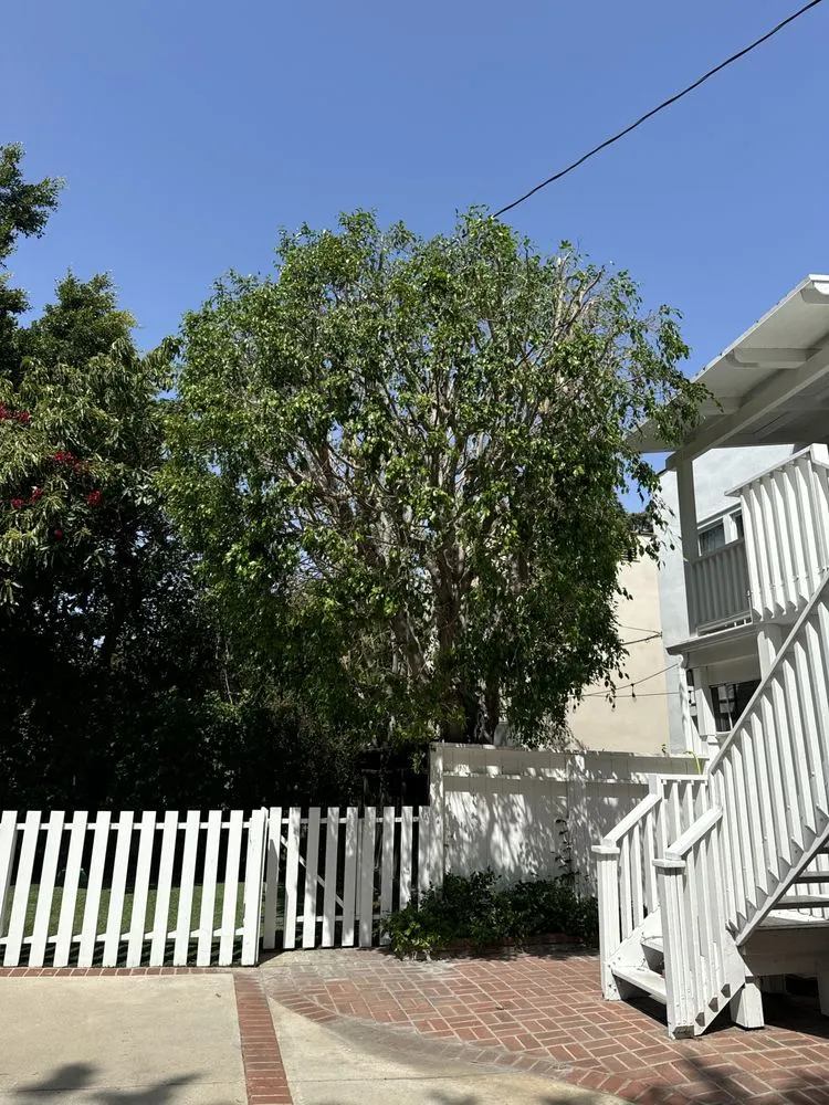 Professional landscape design near you across San Fernando, CA - Daniel’s Landscaping and Tree Services