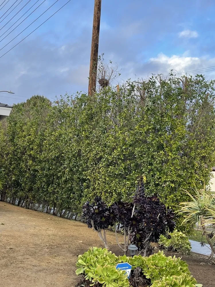 Local residential landscaping with custom design across San Fernando, CA - Daniel’s Landscaping and Tree Services