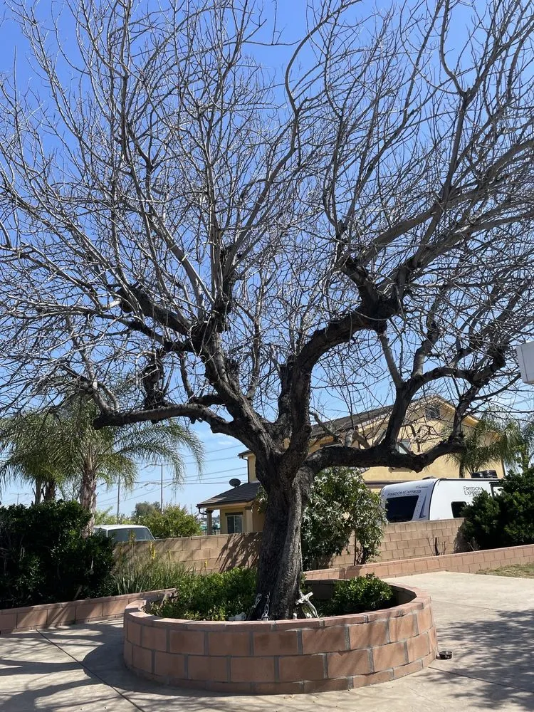 Reliable yard maintenance experts serving San Fernando, CA - Daniel’s Landscaping and Tree Services