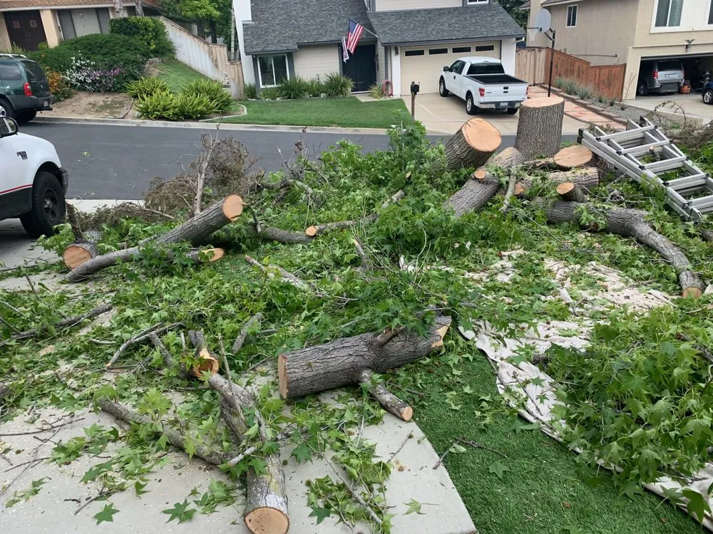 Trusted yard cleanup service experts serving La Costa, CA - Daniel's Landscaping