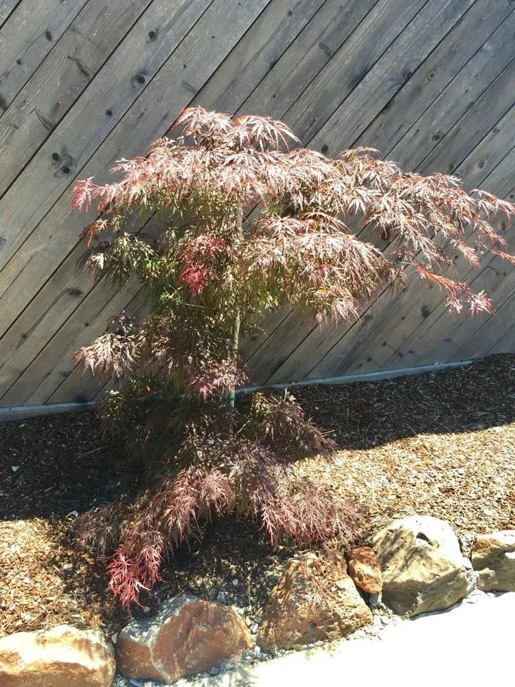 Expert landscape design in Oakland, CA by Daniel’s Landscaping