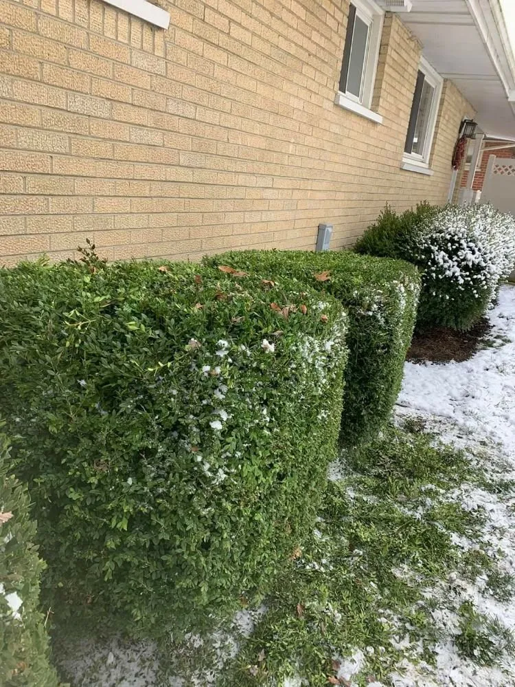 Reliable yard maintenance in Hamilton, OH - Daniels Lawn & Landscaping