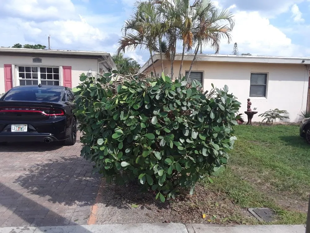 Local residential landscaping experts serving Hollywood, FL - Daniels Lawn and Landscape Services