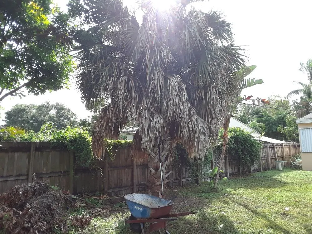 Reliable outdoor landscaping experts serving Hollywood, FL - Daniels Lawn and Landscape Services