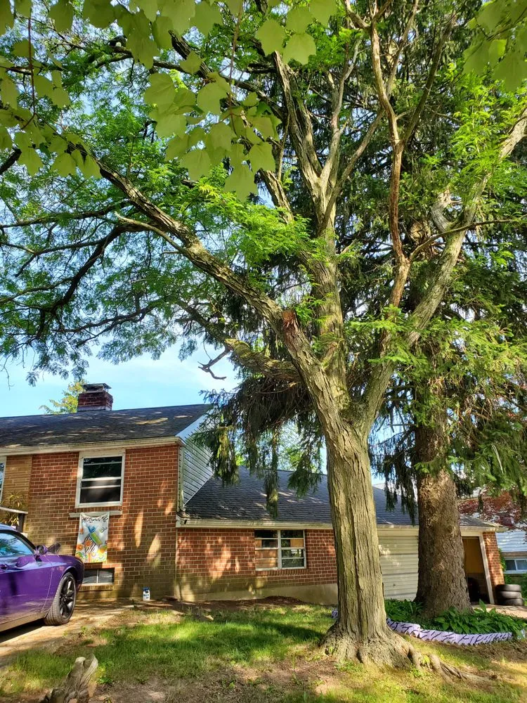 Professional yard maintenance experts serving Wilmington, DE - Daniel's Lawn And Tree