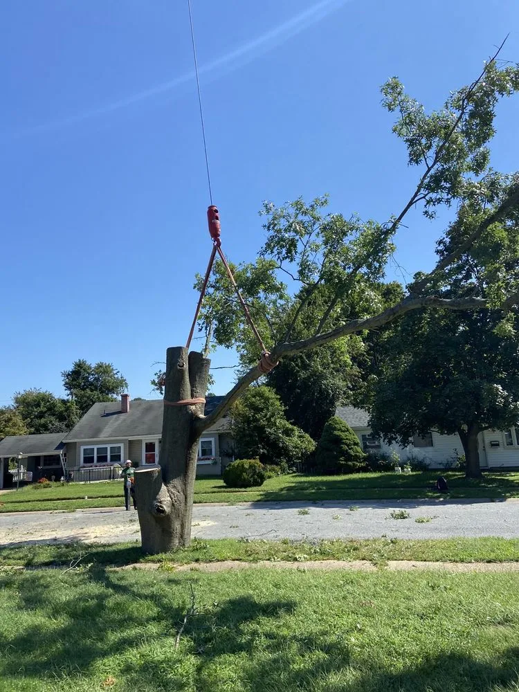 Trusted yard cleanup service with custom design across Wilmington, DE - Daniel's Lawn And Tree