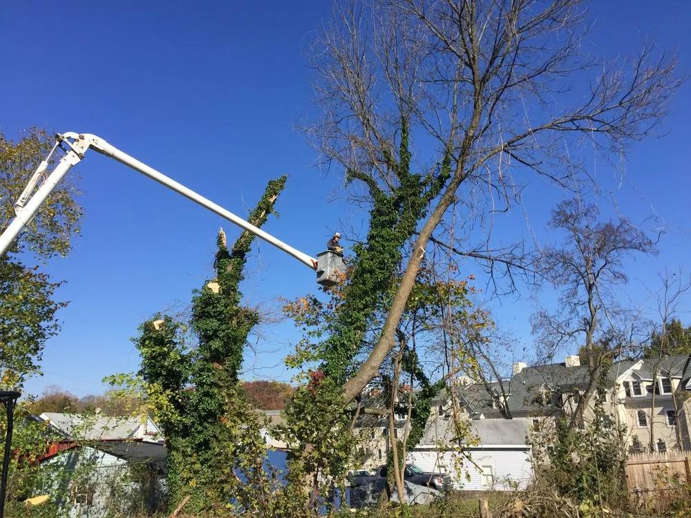 Top-rated lawn care service in Wilmington, DE by Daniel's Lawn And Tree