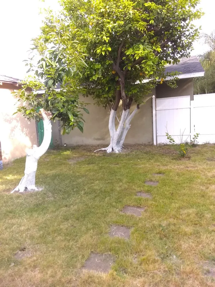 Affordable yard cleanup service in Baldwin Park, CA by Daniel's Lawn Care
