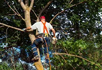 Daniel's Lawn Service And Pressure Washing Logo