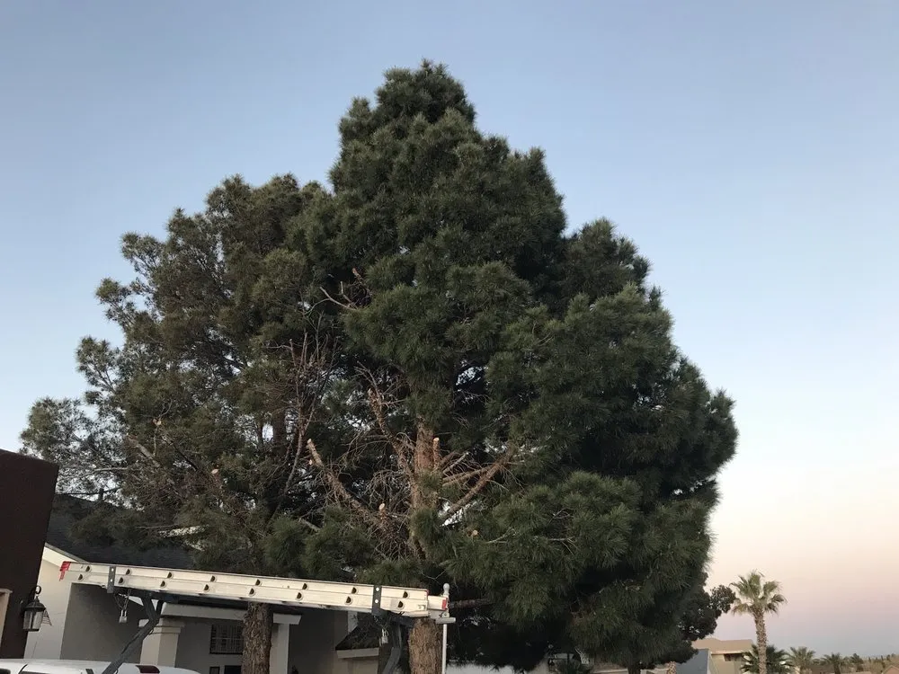 Local residential landscaping in El Paso, TX - Daniel’s Tree & Landscaping