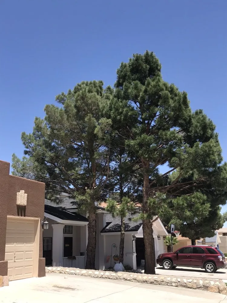 Top-rated landscaping services in El Paso, TX - Daniel’s Tree & Landscaping