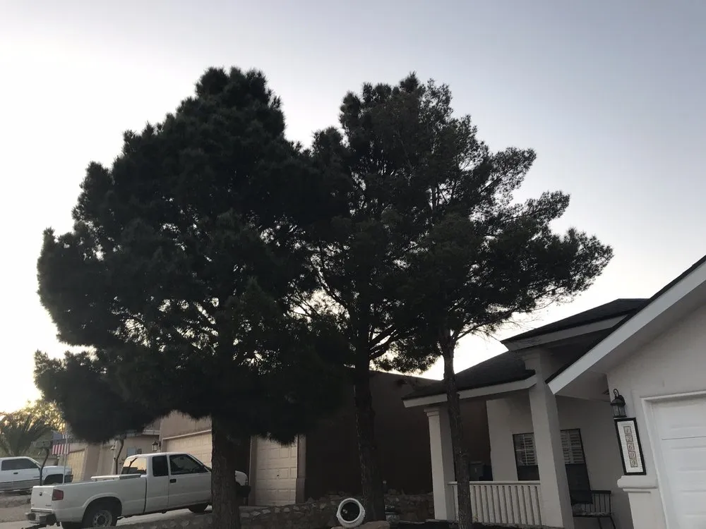 Reliable lawn mowing service for residential properties in El Paso, TX by Daniel’s Tree & Landscaping