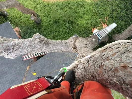 Daniel’s Tree & Landscaping