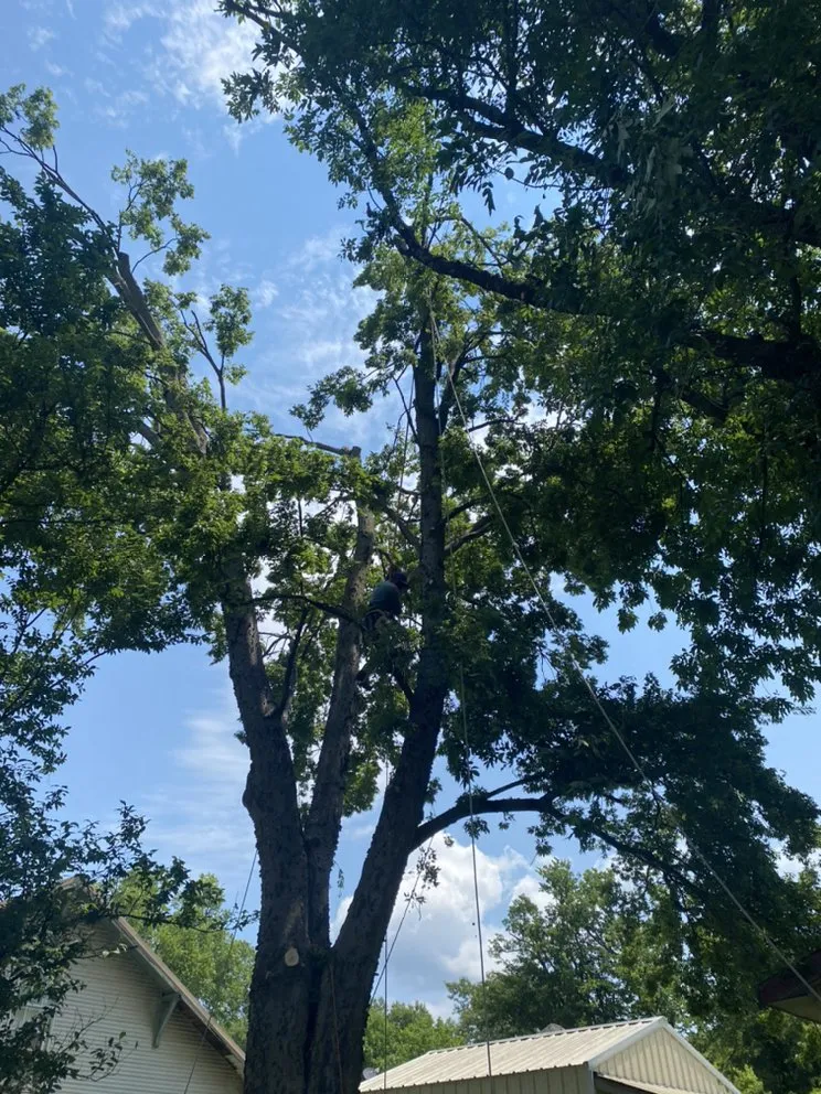 Top-rated residential landscaping experts serving Wagoner, OK - Daniel’s Tree and Lawn Service