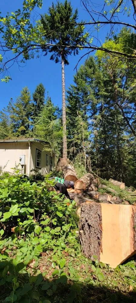 Affordable yard maintenance in Belfair, WA - Daniel's Tree Service & Landscaping