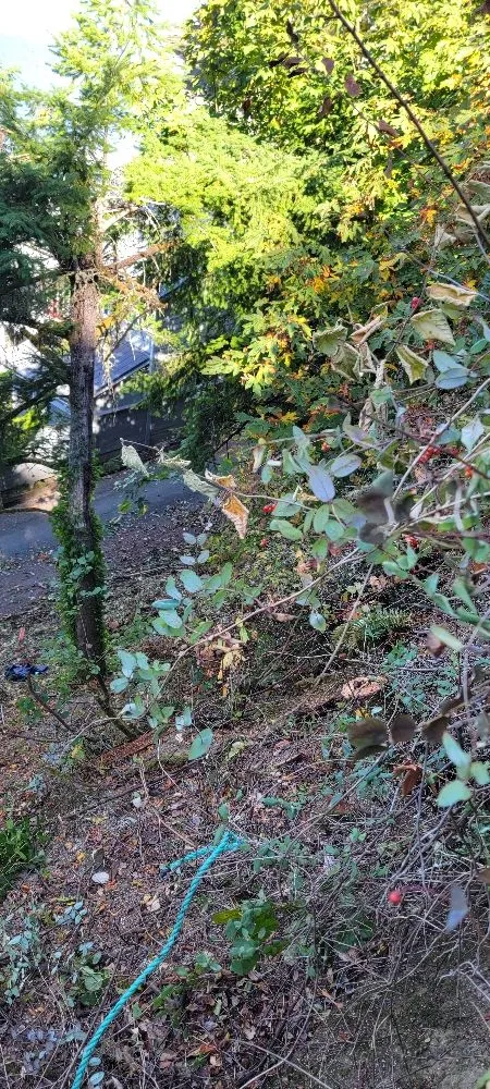 Reliable yard maintenance experts serving Belfair, WA - Daniel's Tree Service & Landscaping