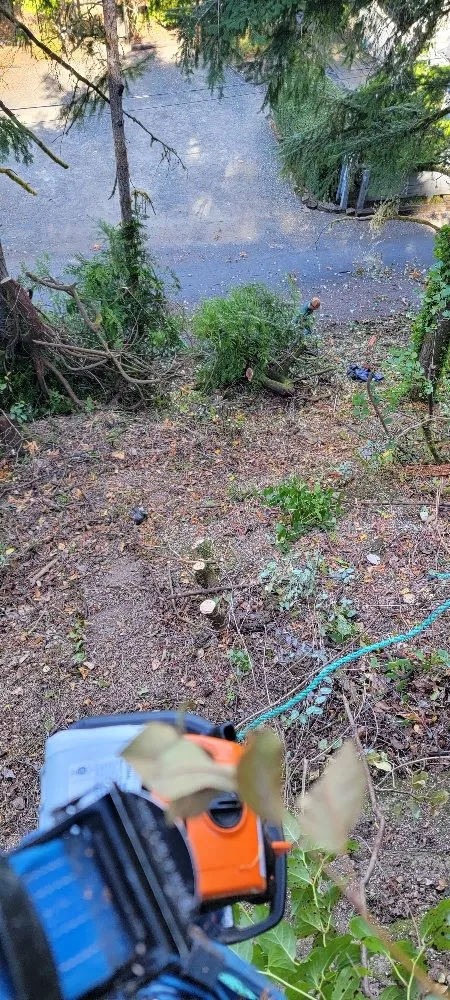 Trusted residential landscaping in Belfair, WA by Daniel's Tree Service & Landscaping