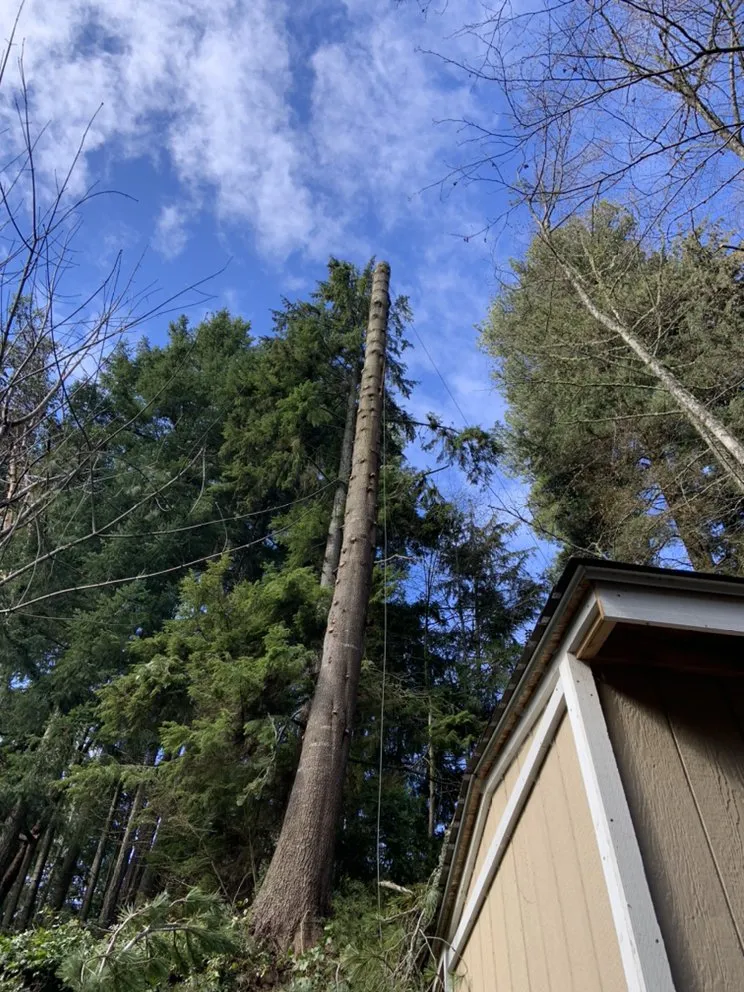 Professional yard cleanup service for outdoor upgrades across Belfair, WA - Daniel's Tree Service & Landscaping