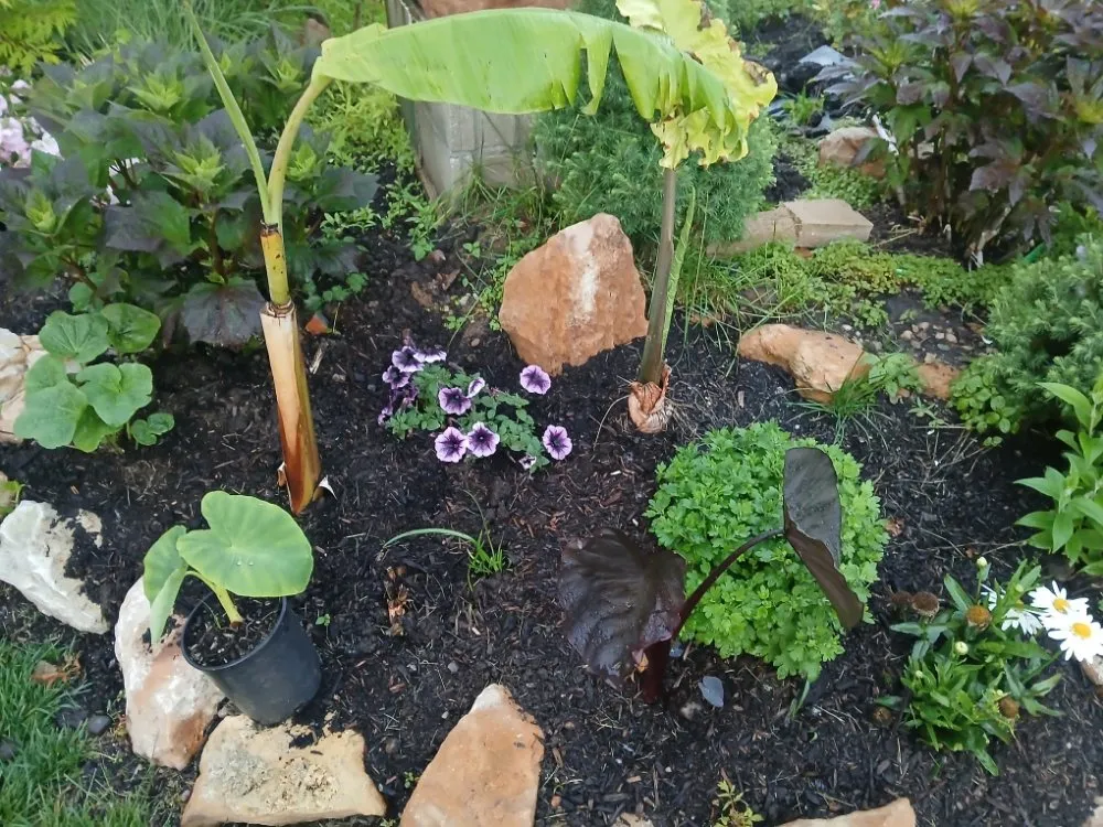 Professional yard maintenance for outdoor upgrades across Independence, MO - Danielsen Lawn Care