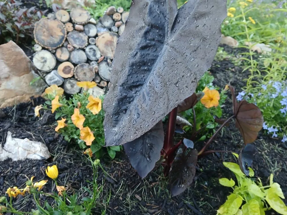 Reliable landscape installation for year-round maintenance in Independence, MO by Danielsen Lawn Care