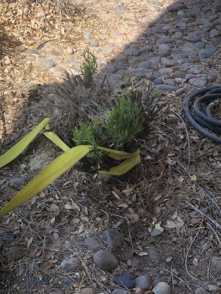 Reliable yard maintenance in El Paso, TX by Danny G Yard Care and Tree Care