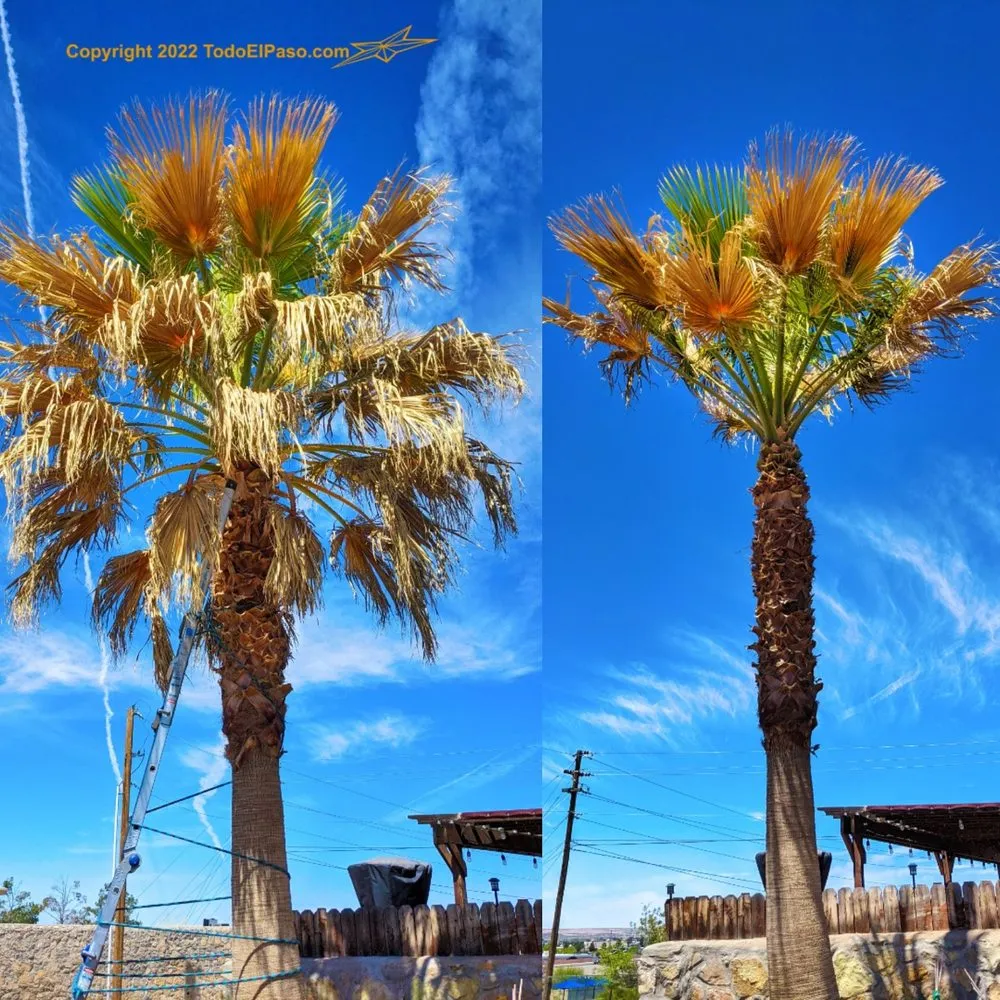 Top-rated yard cleanup service for homes in El Paso, TX by Danny G Yard Care and Tree Care