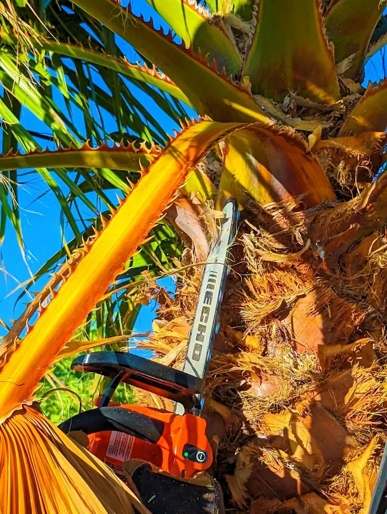 Reliable lawn care service for year-round maintenance across El Paso, TX - Danny G Yard Care and Tree Care