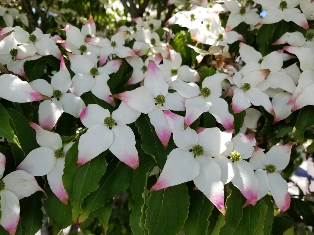 Professional outdoor landscaping in Seattle, WA - Danny Gaines Landscape and Construction