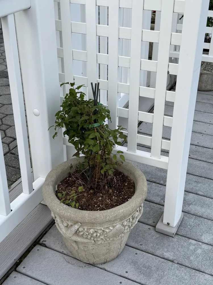 Reliable lawn mowing service for outdoor upgrades in Manahawkin, NJ by Danny K’s Home & Yard Services