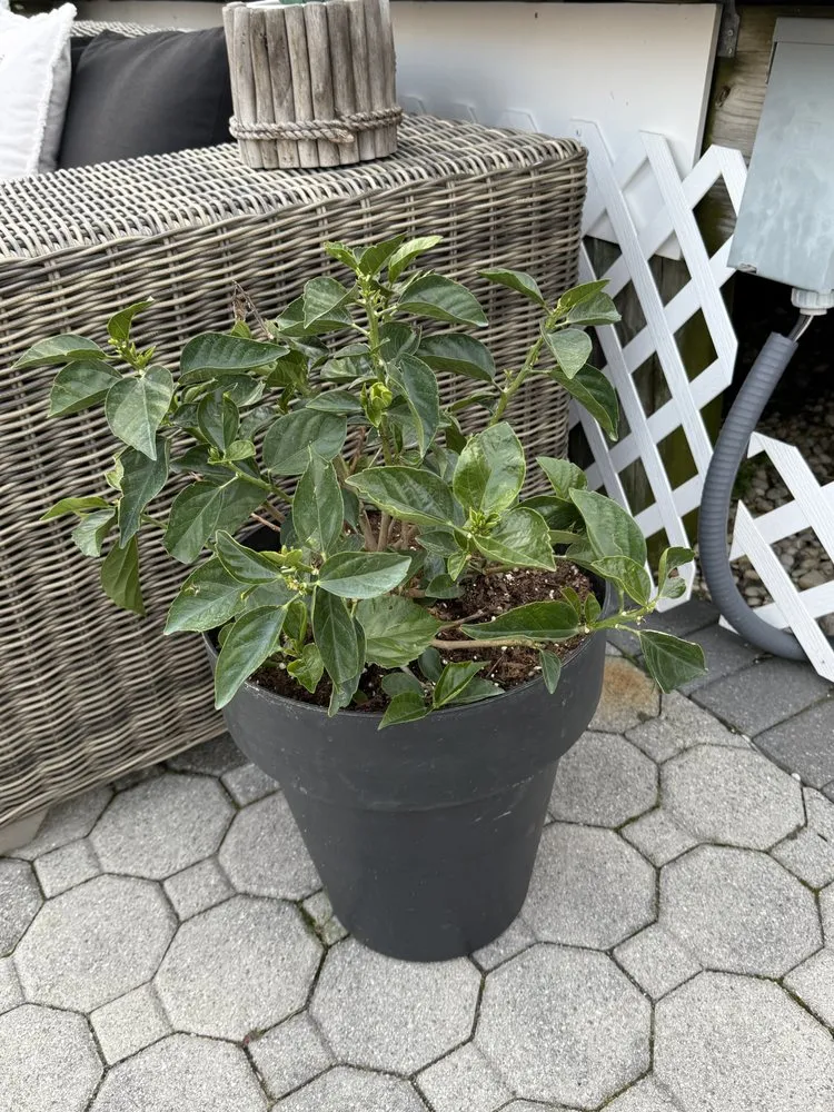 Reliable lawn care service in Manahawkin, NJ by Danny K’s Home & Yard Services