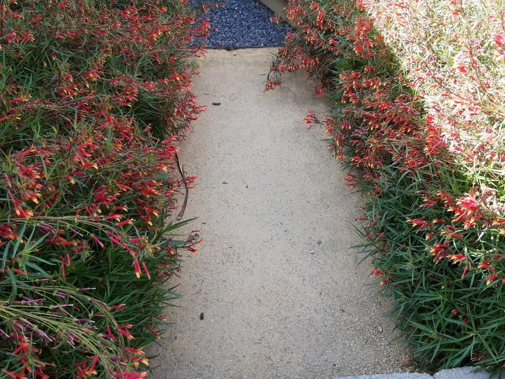 Top-rated yard cleanup service for beautiful yards in Oakland, CA by Danny Landscape