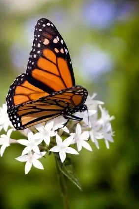 Affordable yard maintenance in Columbia, SC - Danny Schumpert