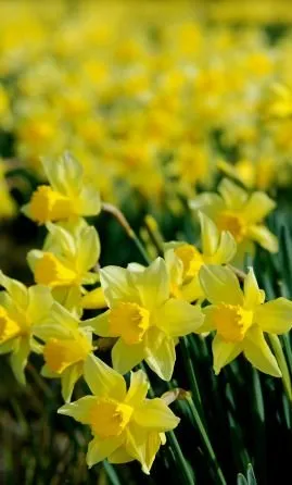 Custom landscape installation near you in Columbia, SC by Danny Schumpert