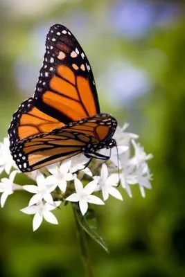 Danny Schumpert Logo