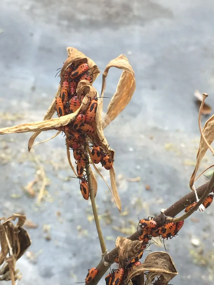 Expert landscape design in Cape Coral, FL - Danny Yates Landscape Nursery