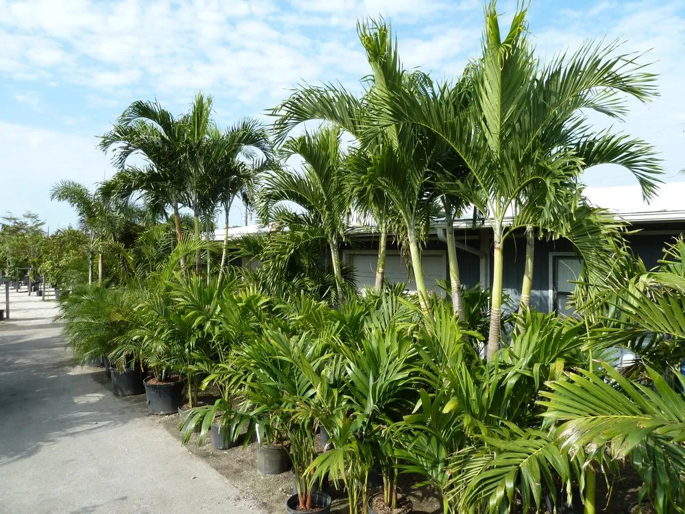 Top-rated landscaping services for residential properties in Cape Coral, FL by Danny Yates Landscape Nursery
