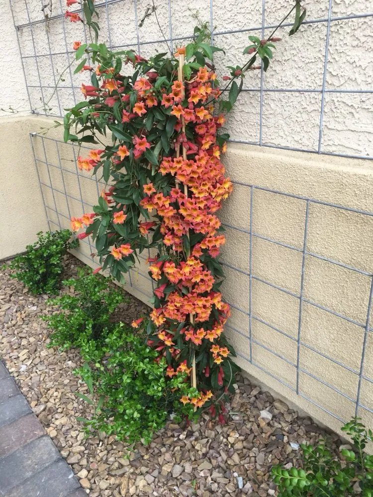 Top-rated garden landscaping for year-round maintenance in Henderson, NV by Danny's Home & Garden Services