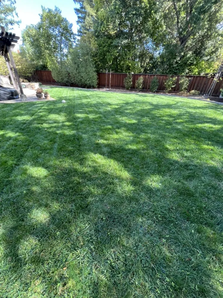 Top-rated yard cleanup service experts serving Pittsburg, CA - Danny’s Land Services