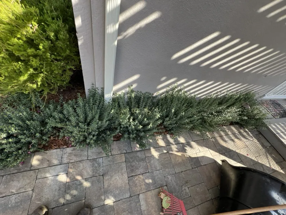 Professional yard maintenance for residential properties across Pittsburg, CA - Danny’s Land Services