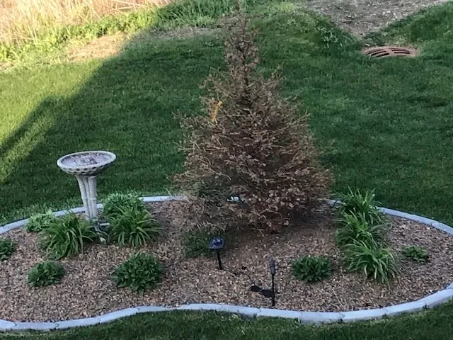 Affordable lawn mowing service in Mokena, IL - Danny's Landscaping