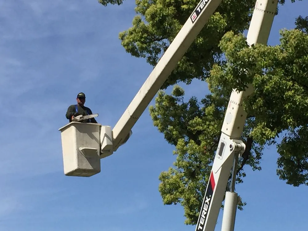 Top-rated yard maintenance for year-round maintenance across San Bernardino, CA - Danny's Lawn & Tree Service