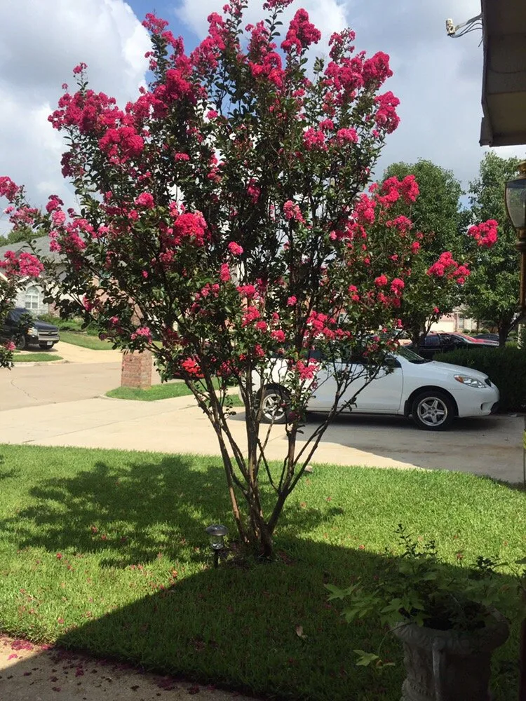 Professional residential landscaping experts serving Arlington, TX - Danny's Lawn Care Service