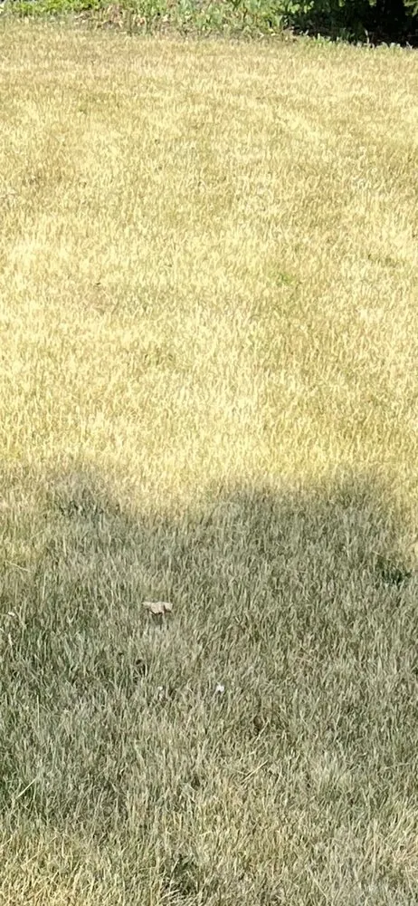 Expert yard maintenance for beautiful yards in Hoffman Estates, IL by Danny's Lawn Care Service