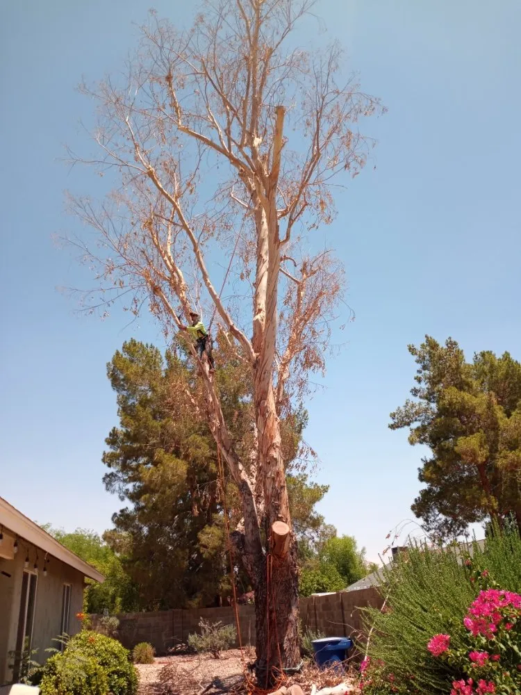 Trusted landscape design with custom design in Surprise, AZ by Danny's Tree & Landscaping