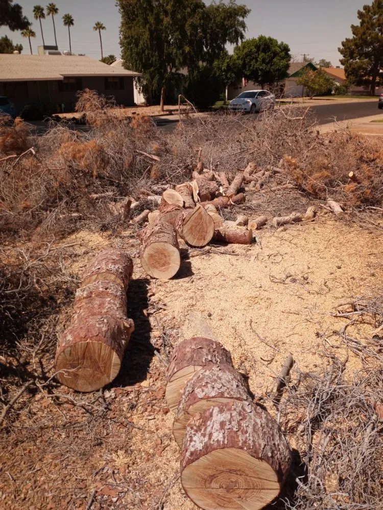 Reliable landscaping services for beautiful yards across Surprise, AZ - Danny's Tree & Landscaping