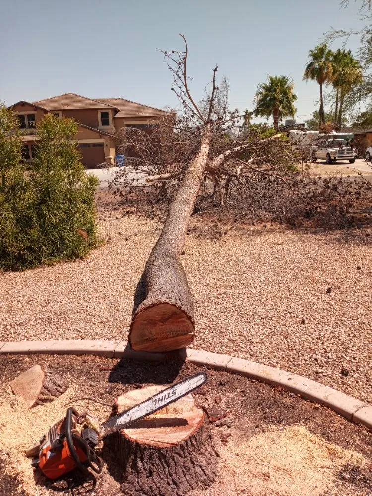Reliable garden landscaping in Surprise, AZ by Danny's Tree & Landscaping
